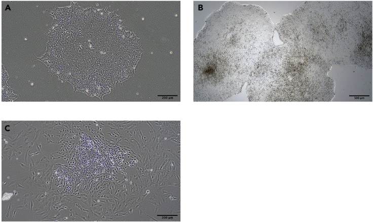 Figure 1