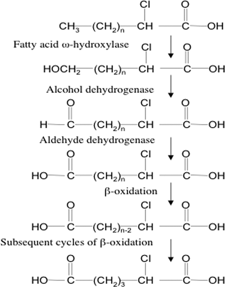 SCHEME 3.