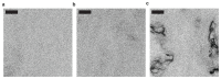 Extended Data Figure 9
