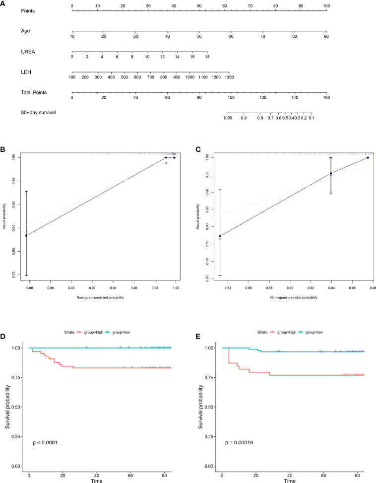 An early novel prognostic model for predicting 80-day survival of ...