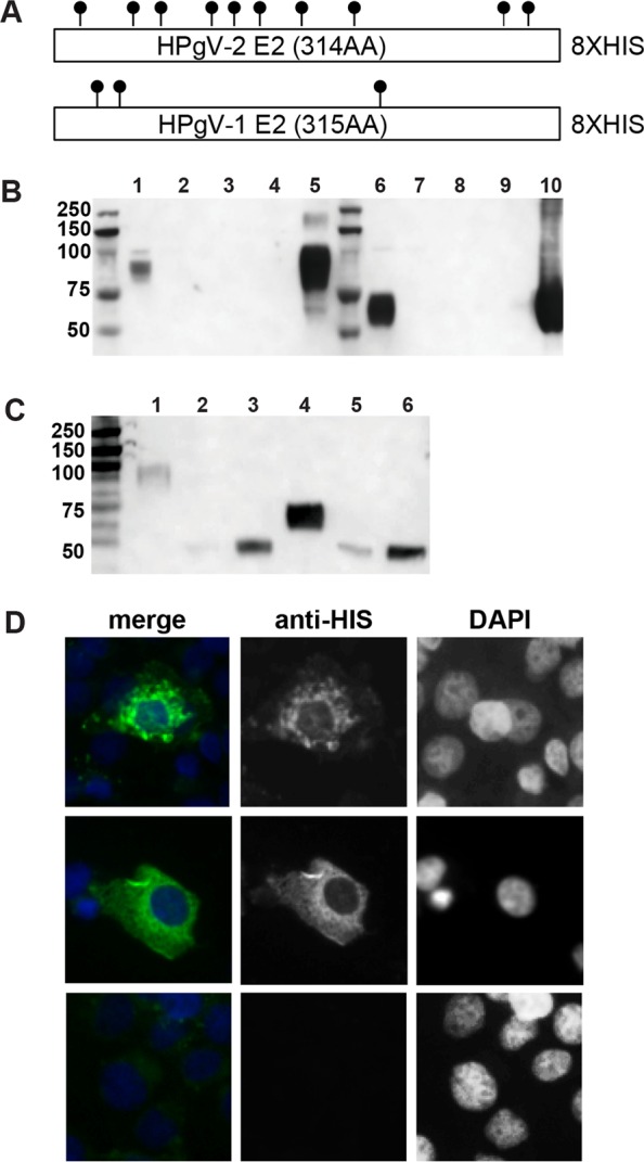 FIG 2