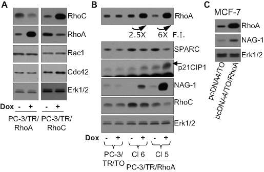 FIGURE 5: