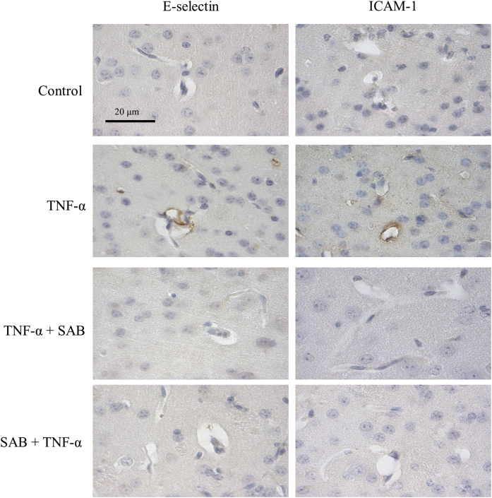 Fig. 6