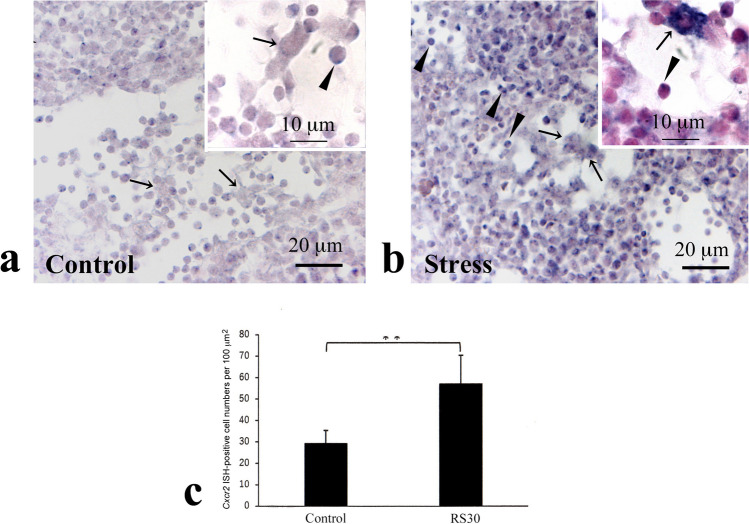Fig. 10