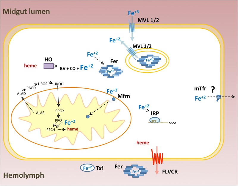 FIGURE 13