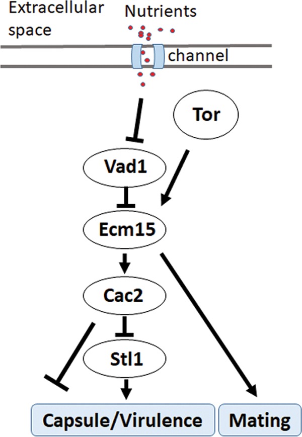 FIG 6