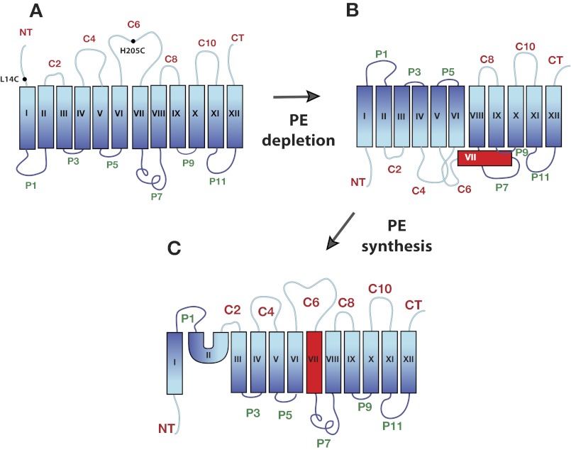 FIGURE 1.