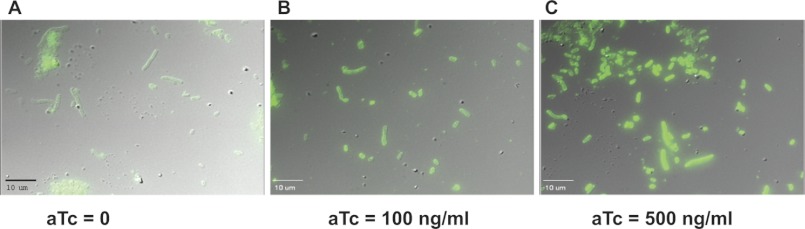 FIGURE 3.