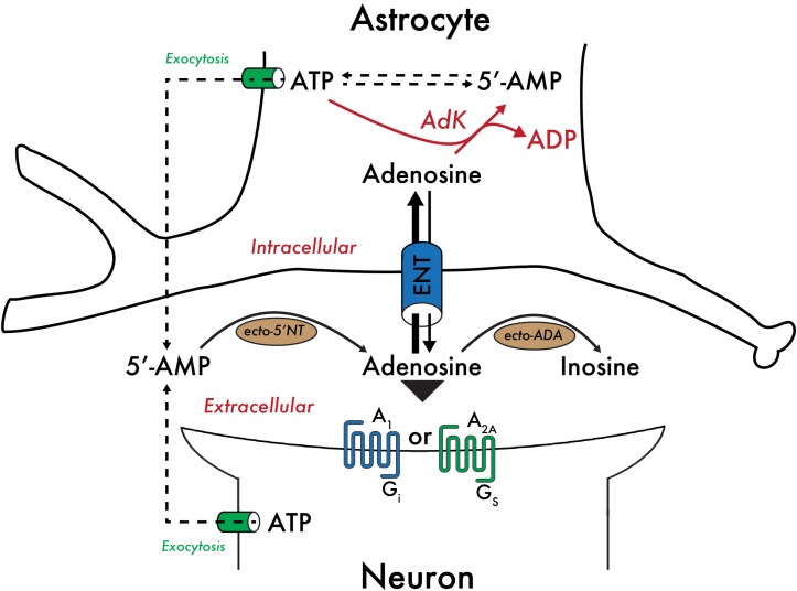 FIGURE 1