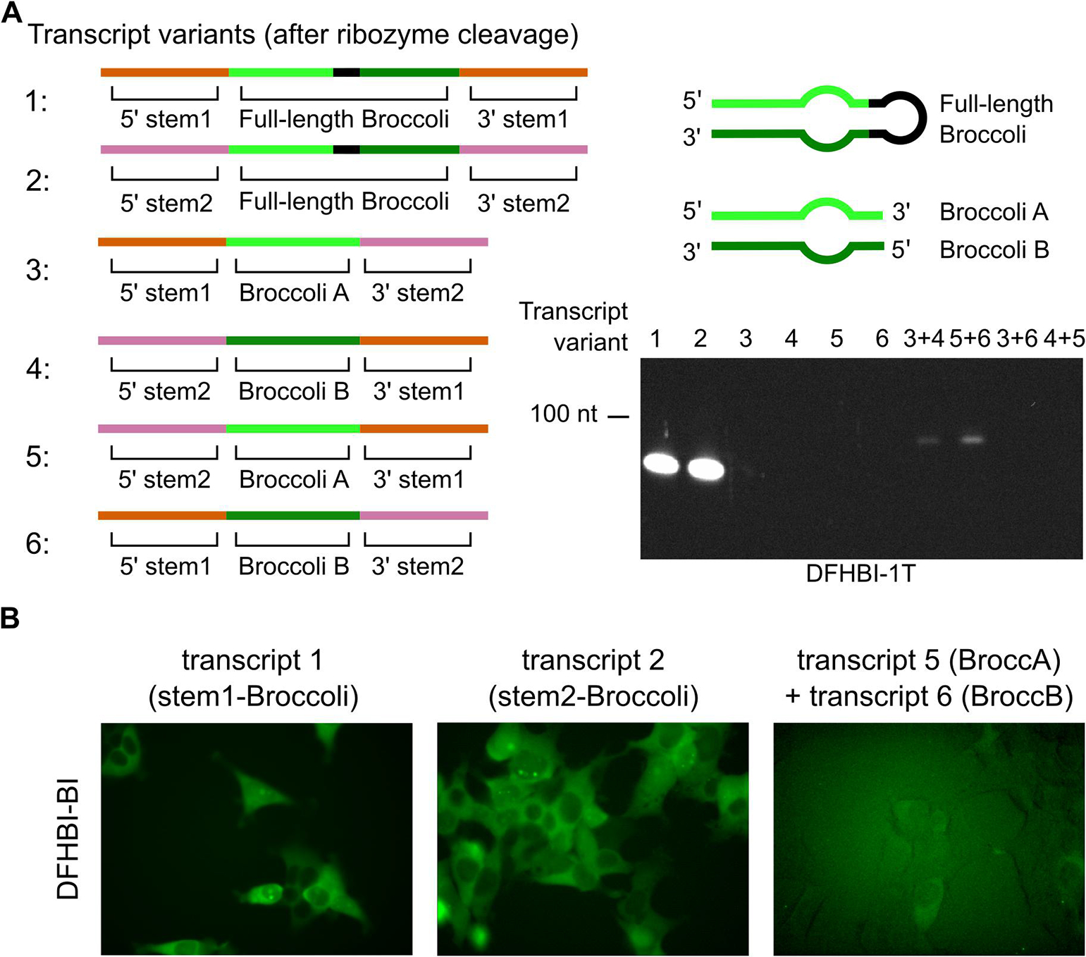 Figure 4: