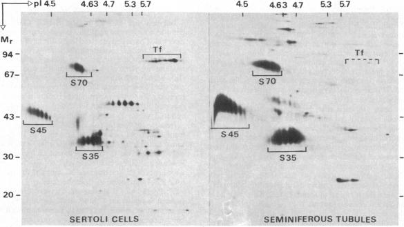 graphic file with name pnas00325-0167-a.jpg