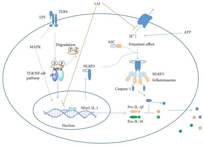 Figure 7