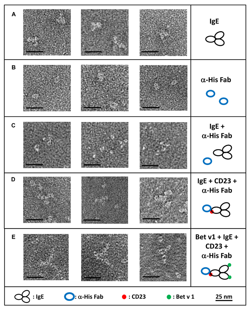 Fig 5