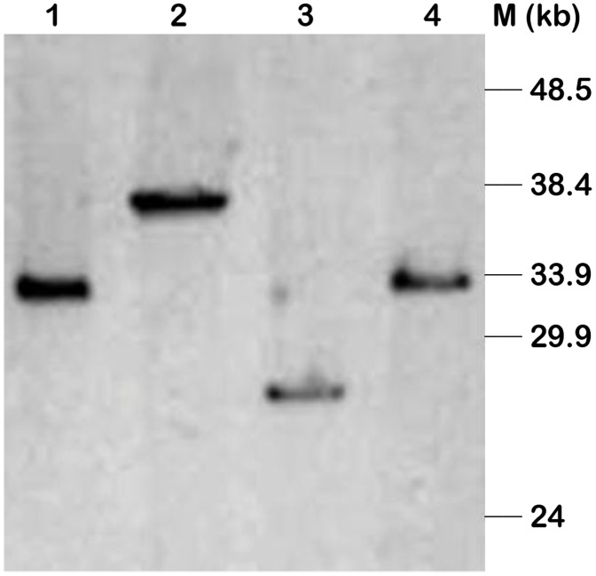 Figure 5