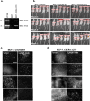 FIGURE 6: