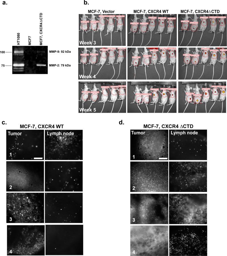 FIGURE 6: