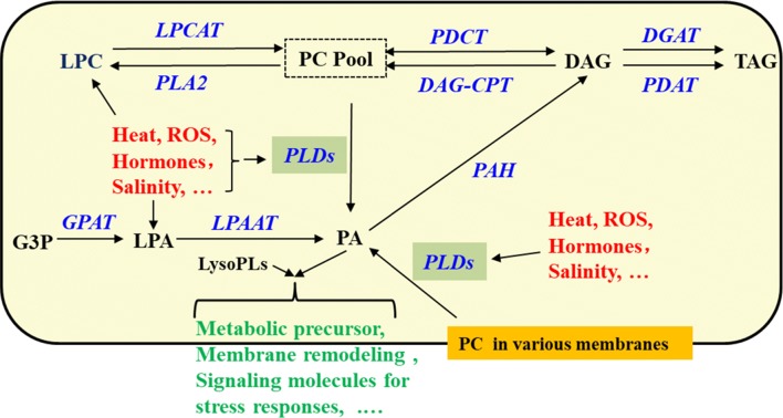 Fig. 12