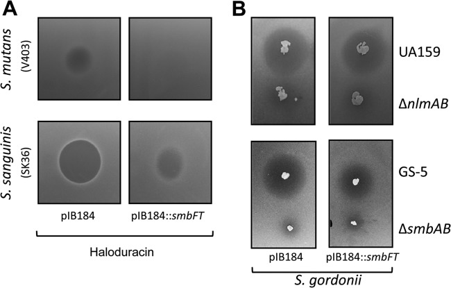 Fig 5