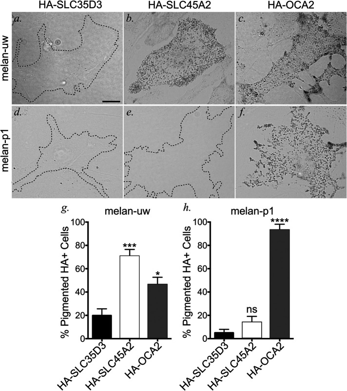 FIGURE 6: