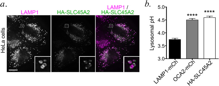 FIGURE 3: