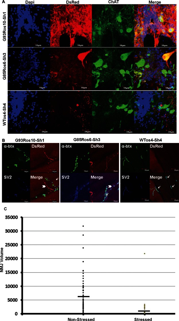 FIGURE 4