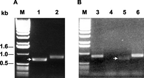 FIG. 5.