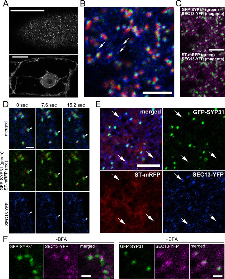 FIGURE 6: