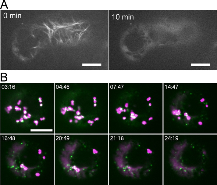 FIGURE 3: