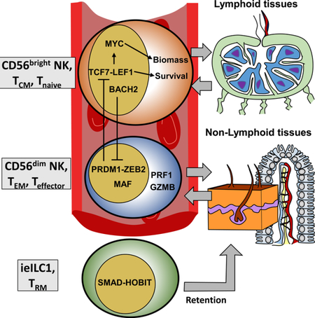 graphic file with name nihms-1515767-f0001.jpg