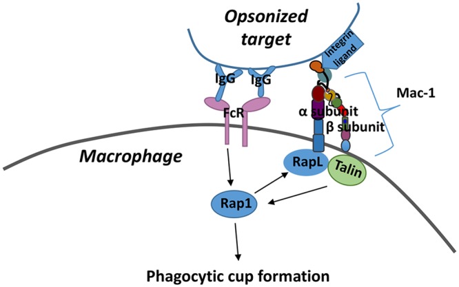 Fig 1