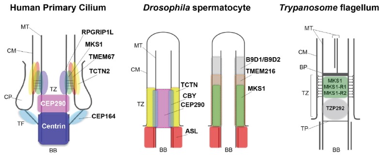 Fig. 2