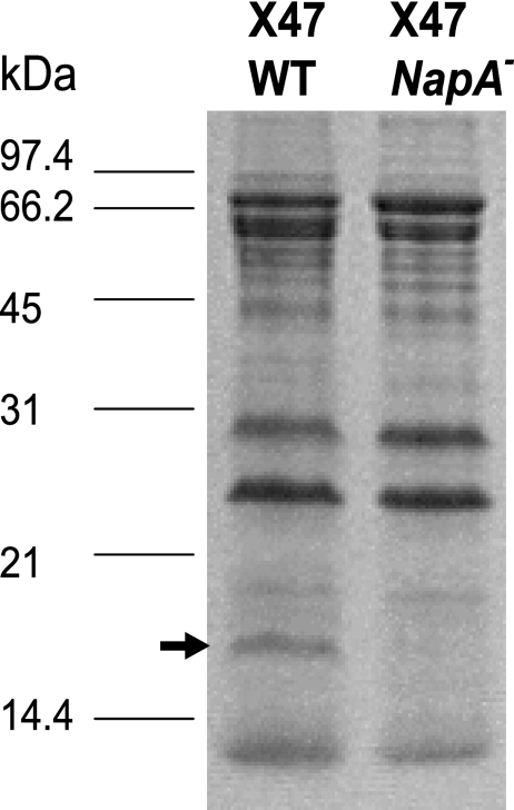 FIG. 1.