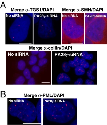 Figure 10.