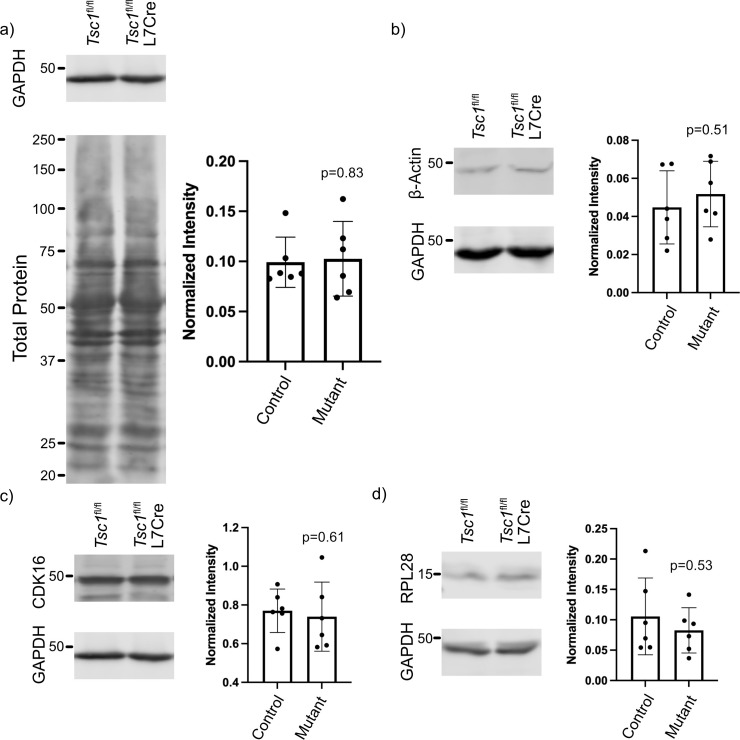 Figure 6—figure supplement 1.