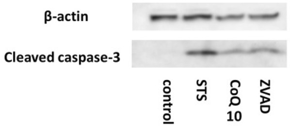 Fig. 5