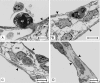 Fig. 3