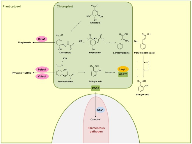 FIGURE 1