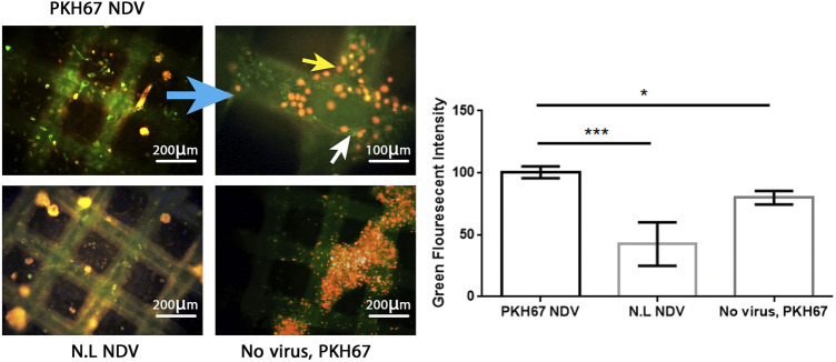 FIGURE 4