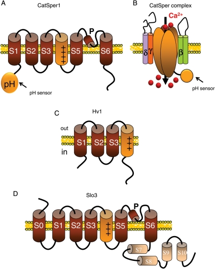 Figure 3