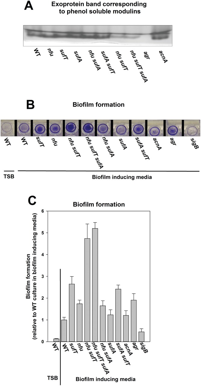 Fig 12