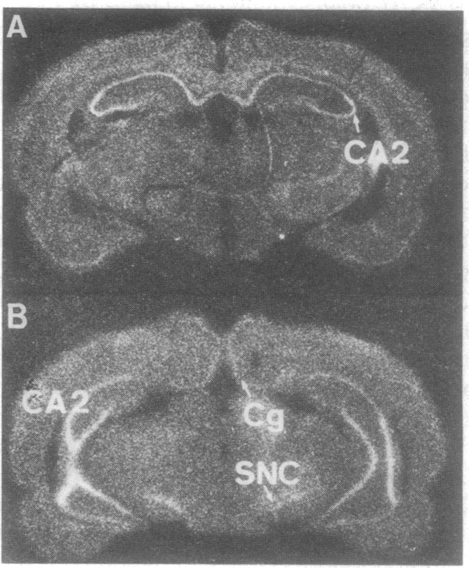 graphic file with name pnas01033-0341-a.jpg