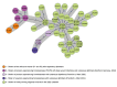 The figure presents a phylogenetic minimum spanning tree based on the cgMLST analysis of 54 ST 574 isolates from Germany. Within this tree, the isolates form a cluster primarily composed of strains from newly arrived migrants associated with the 2022 European outbreak, predominantly arranged around the main node of the cluster and evolving from there. Additionally, two subclusters branch off from the main node, neither of which includes migration-associated isolates. The first subcluster comprises isolates from individuals experiencing homelessness in the Frankfurt am Main area in 2023, along with one isolate from 2024 located at the outermost node of the subcluster. The second subcluster consists of isolates from 2024 from homeless persons in Northern Germany, as well as isolates P1 and P2, which are described in this study, from the same geographic area.