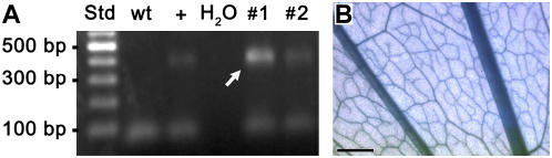 Figure 6.