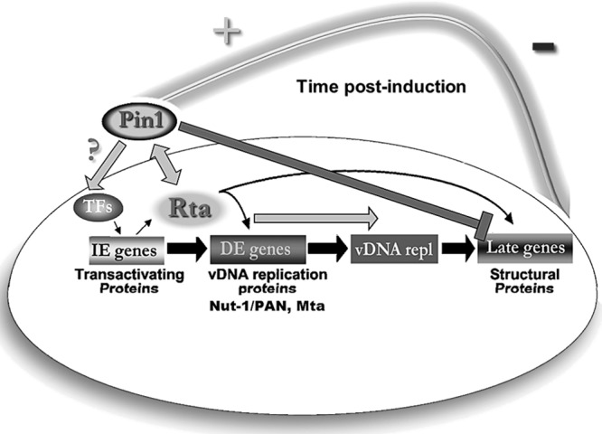 FIG 12