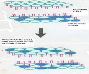 Figure 6: Phosphotidyl serine an aminophospholipid present in inner phase of the plasma membrane is exposed to the outer leaflet during apoptosis. This acts as a tag for its specific recognition by macrophages and for phagocytosis of the dying cell.