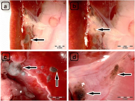 Fig. 9