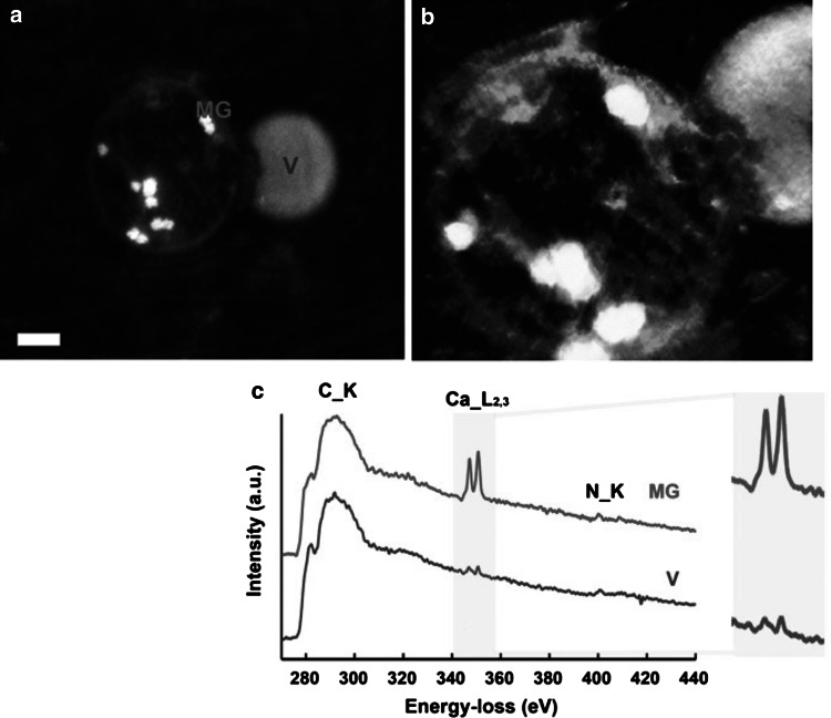 Fig. 3