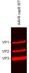 Fig 8