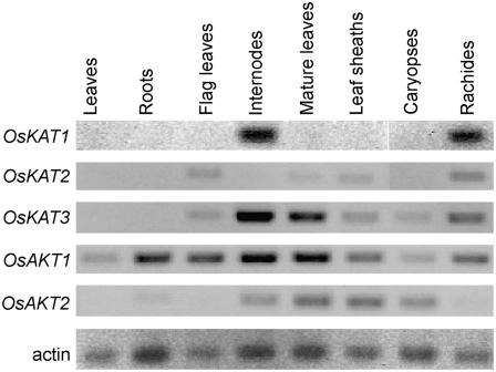 Figure 7.