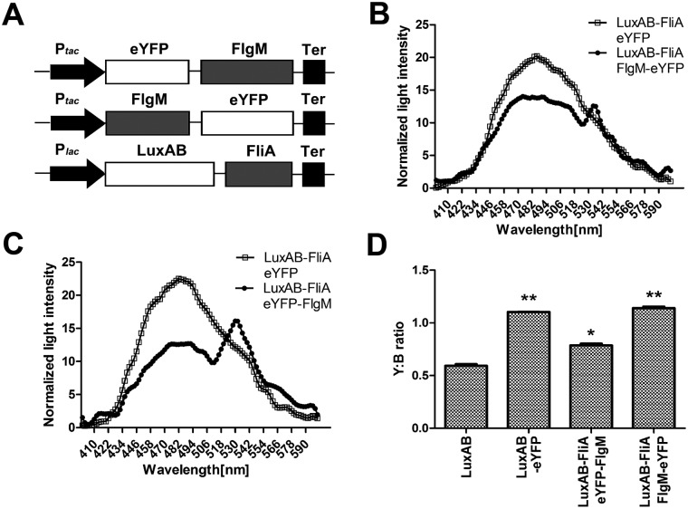 FIG 3 